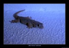 minikroko  © 2025 René Göke